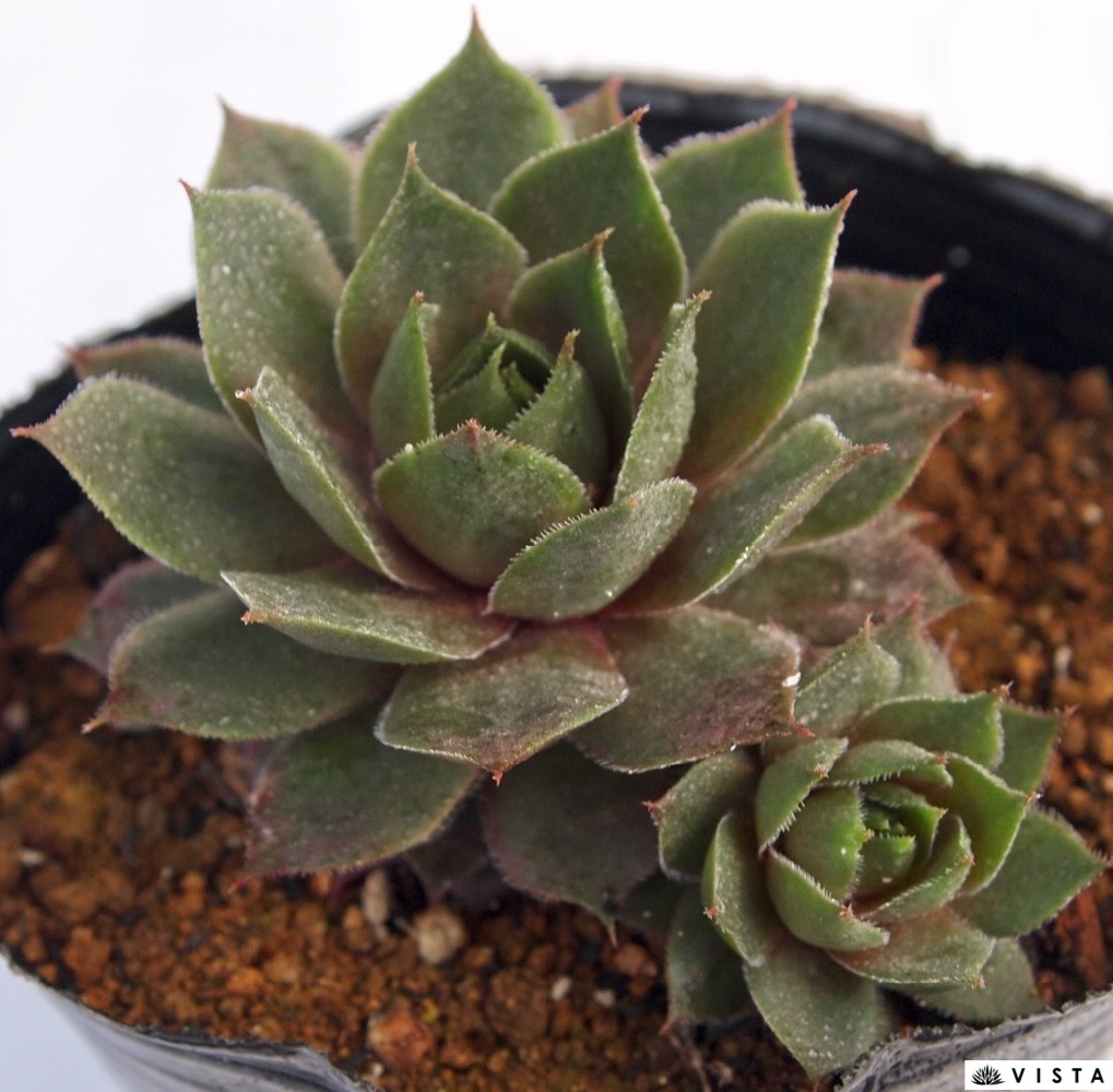 楽天市場】フォークルネッティ センペルビウム属 多肉植物 9cmポット