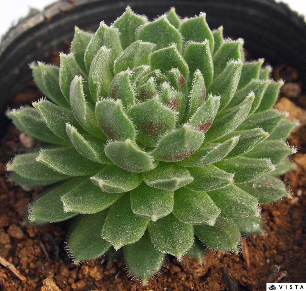 楽天市場】ブルームーン センペルビウム属 多肉植物 9cmポット