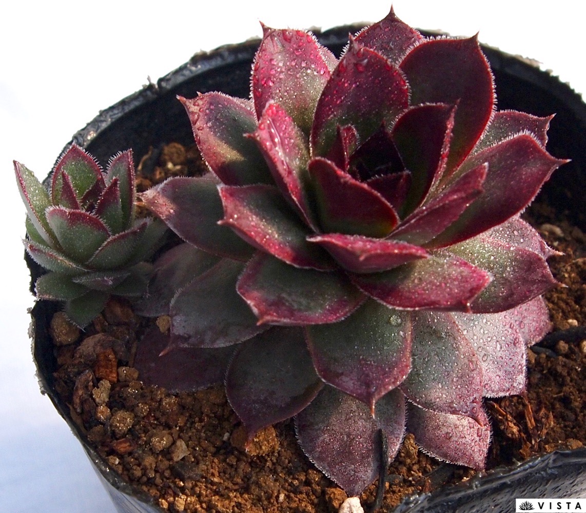楽天市場】ブルーゲイ センペルビウム属 多肉植物 9cmポット観葉