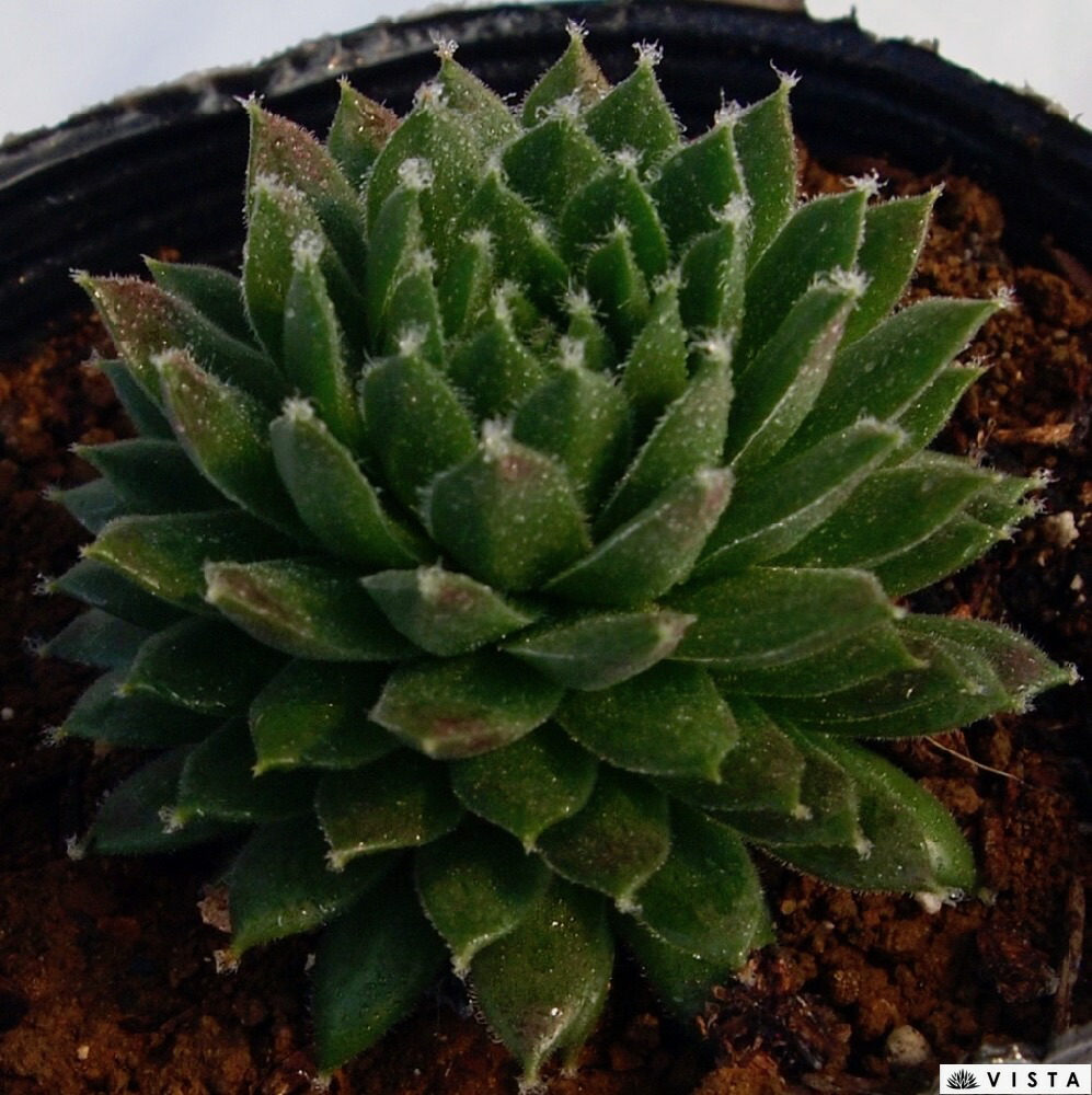 楽天市場】ブラボー センペルビウム属 多肉植物 9cmポット観葉植物 
