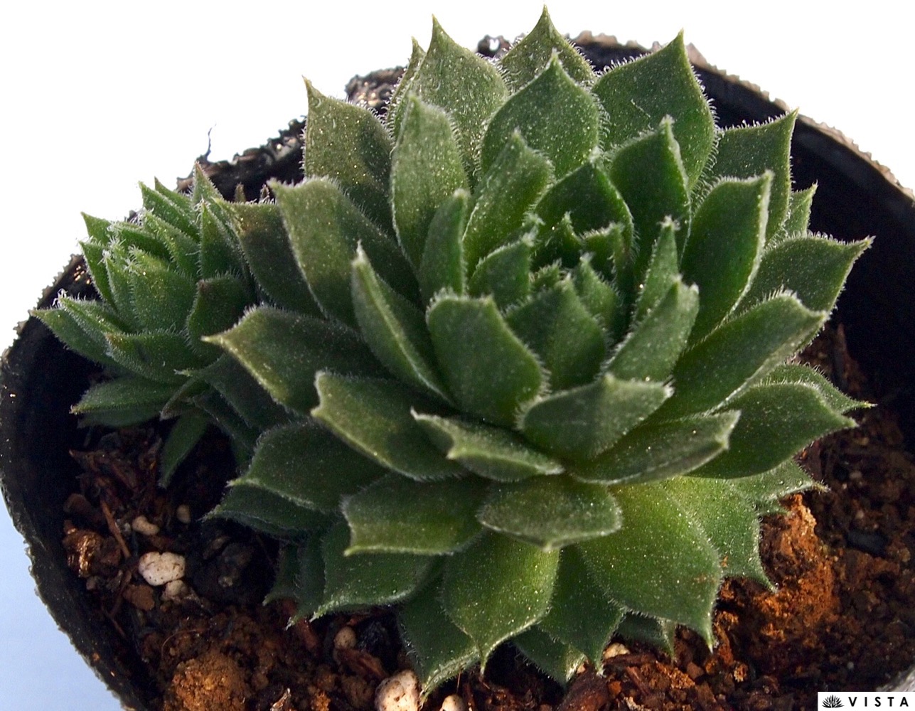 センペルビウム　シルベリウム 楽天市場】シルベリウム センペルビウム属 多肉植物 9cmポット観葉植物