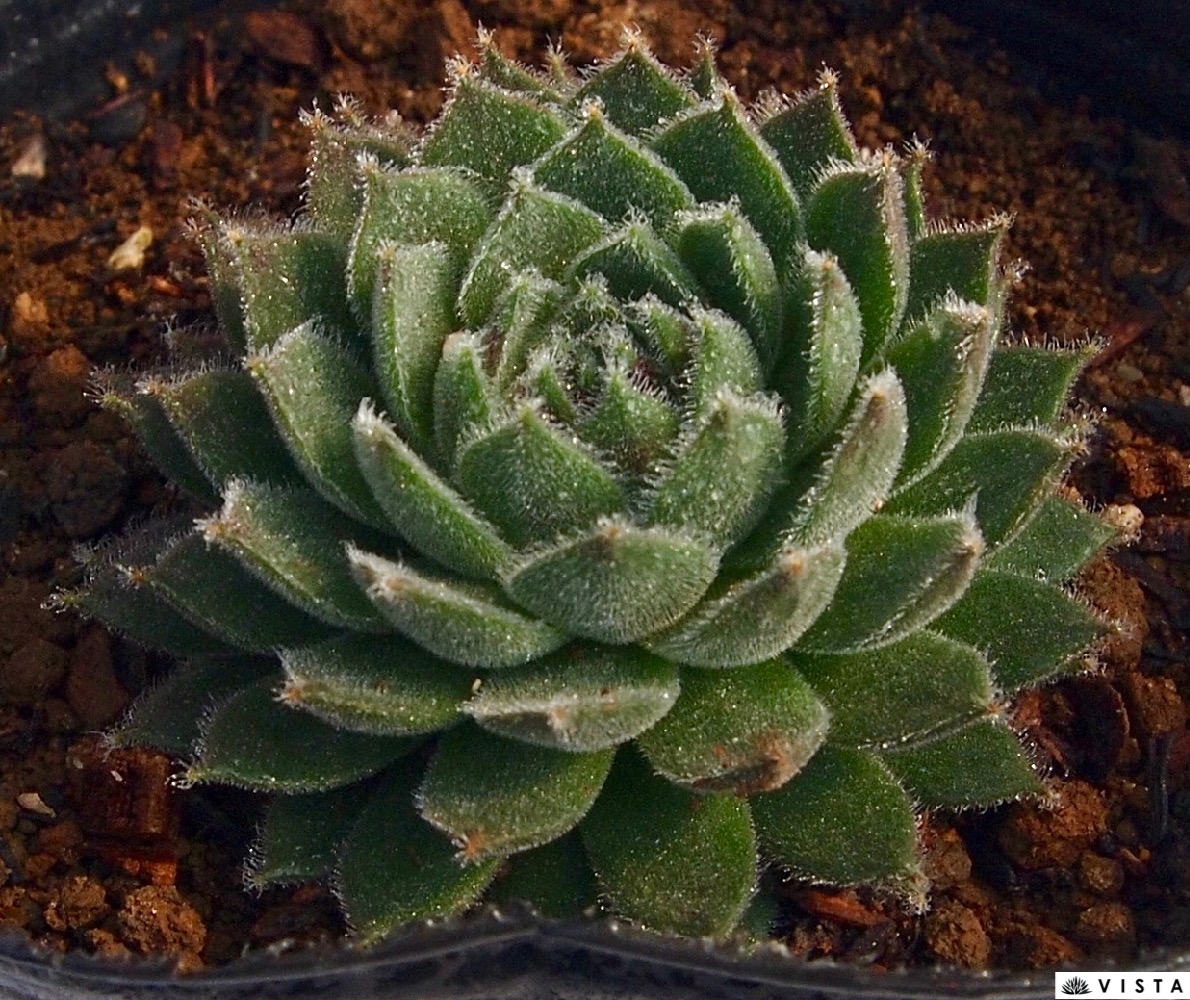 楽天市場】スペシオサム センペルビウム属 多肉植物 9cmポット観葉植物