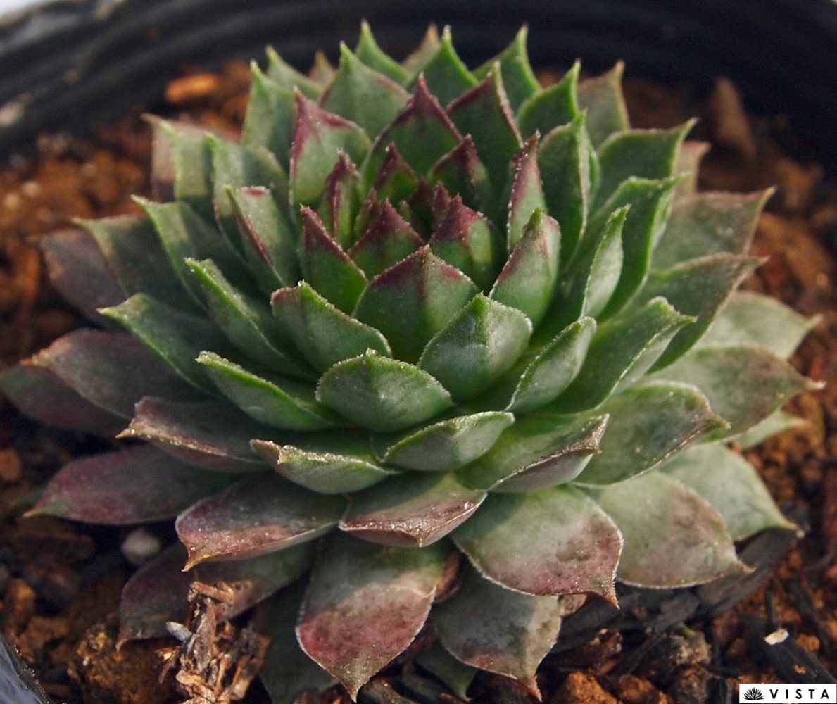 楽天市場 アベルネリー センペルビウム属 多肉植物 9cmポット観葉植物 雑貨 おすすめ インテリア 暮らし 160 地植え 鉢植え 子株 寒さ 紅葉 多肉植物専門店 ビスタ