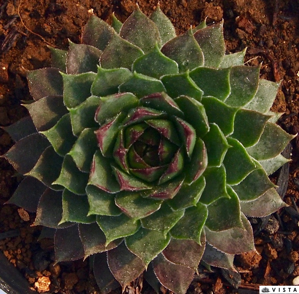 楽天市場 アベルネリー センペルビウム属 多肉植物 9cmポット観葉植物 雑貨 おすすめ インテリア 暮らし 160 地植え 鉢植え 子株 寒さ 紅葉 多肉植物専門店 ビスタ