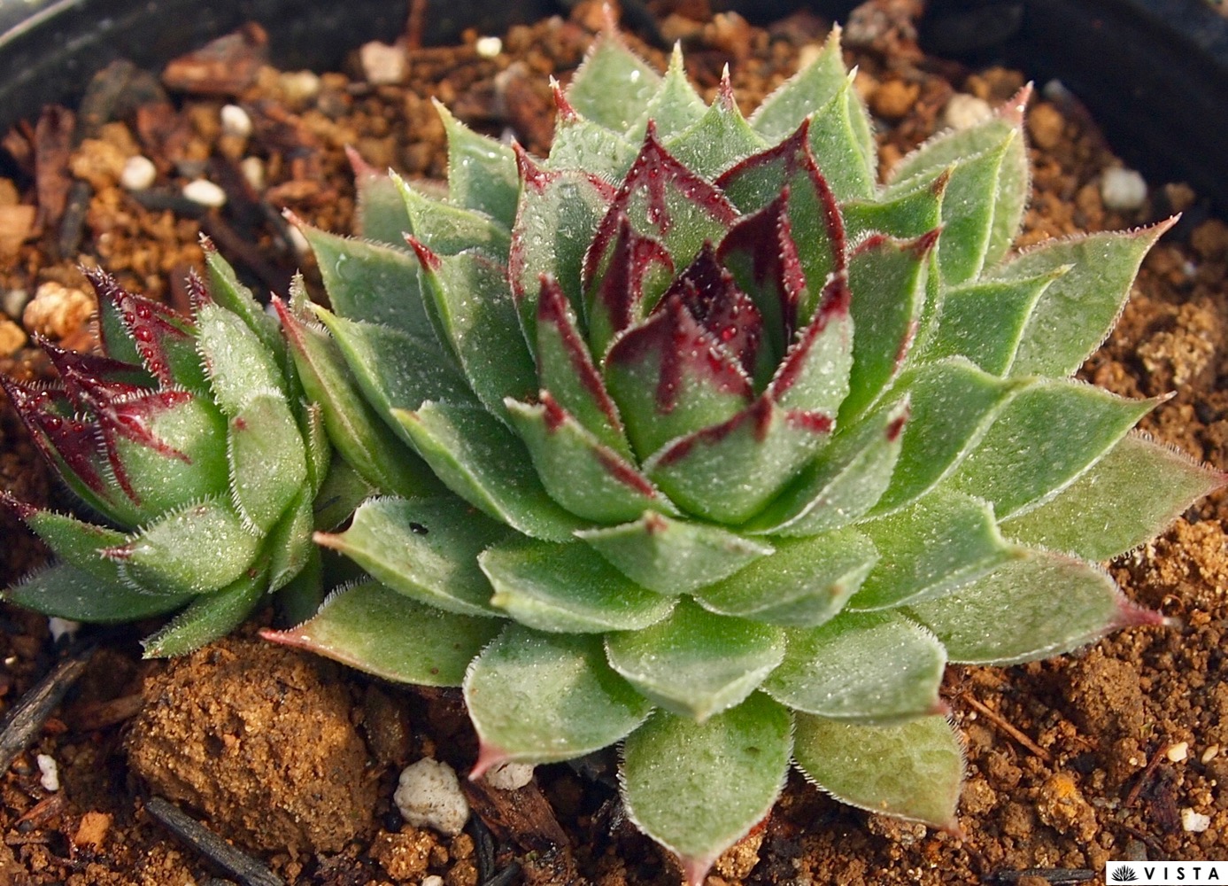 楽天市場】紅蓮華（ベニレンゲ）センペルビウム属 多肉植物 9cmポット