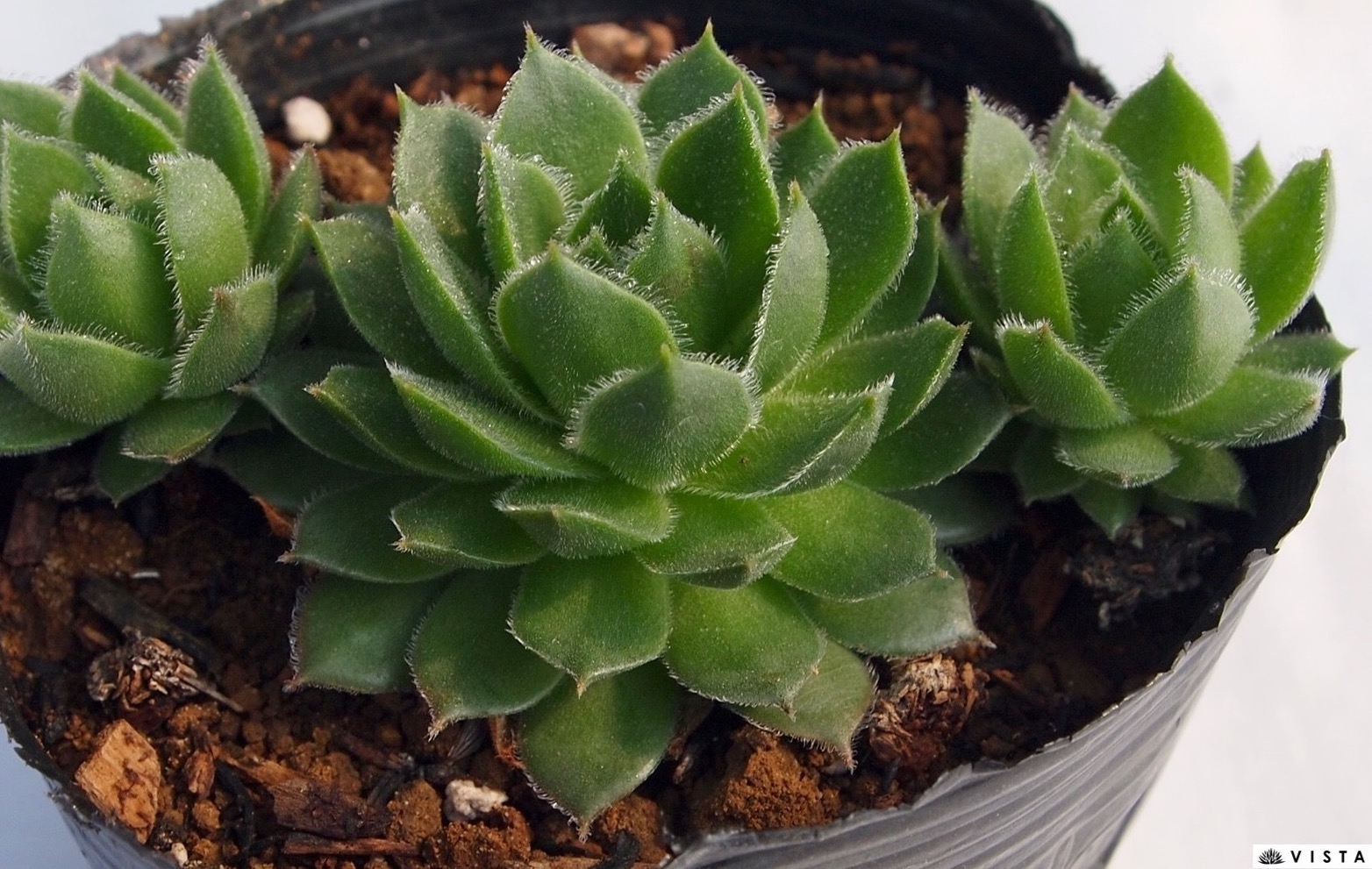 楽天市場】アップルブロッサム センペルビウム属 多肉植物 9cm