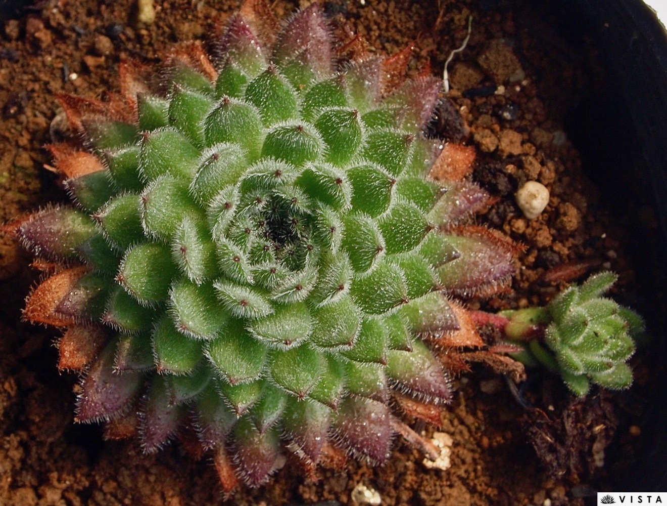 楽天市場 グリーンヴァウト センペルビウム属 多肉植物 9cmポット観葉植物 雑貨 おすすめ インテリア 暮らし 160 地植え 鉢植え 子株 寒さ 紅葉 多肉植物専門店 ビスタ