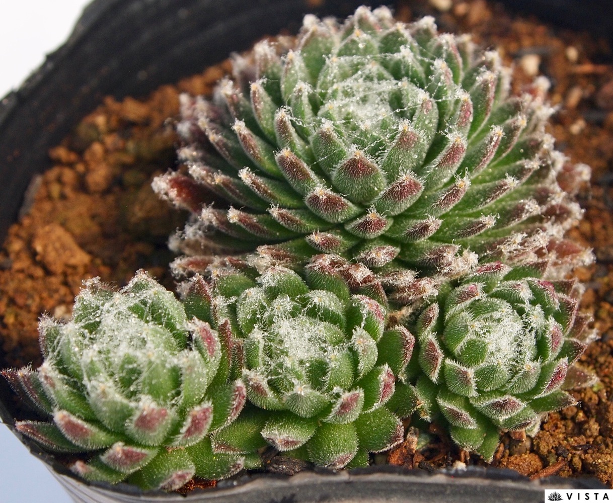 楽天市場】テクトラムトリステ センペルビウム属 多肉植物 9cm