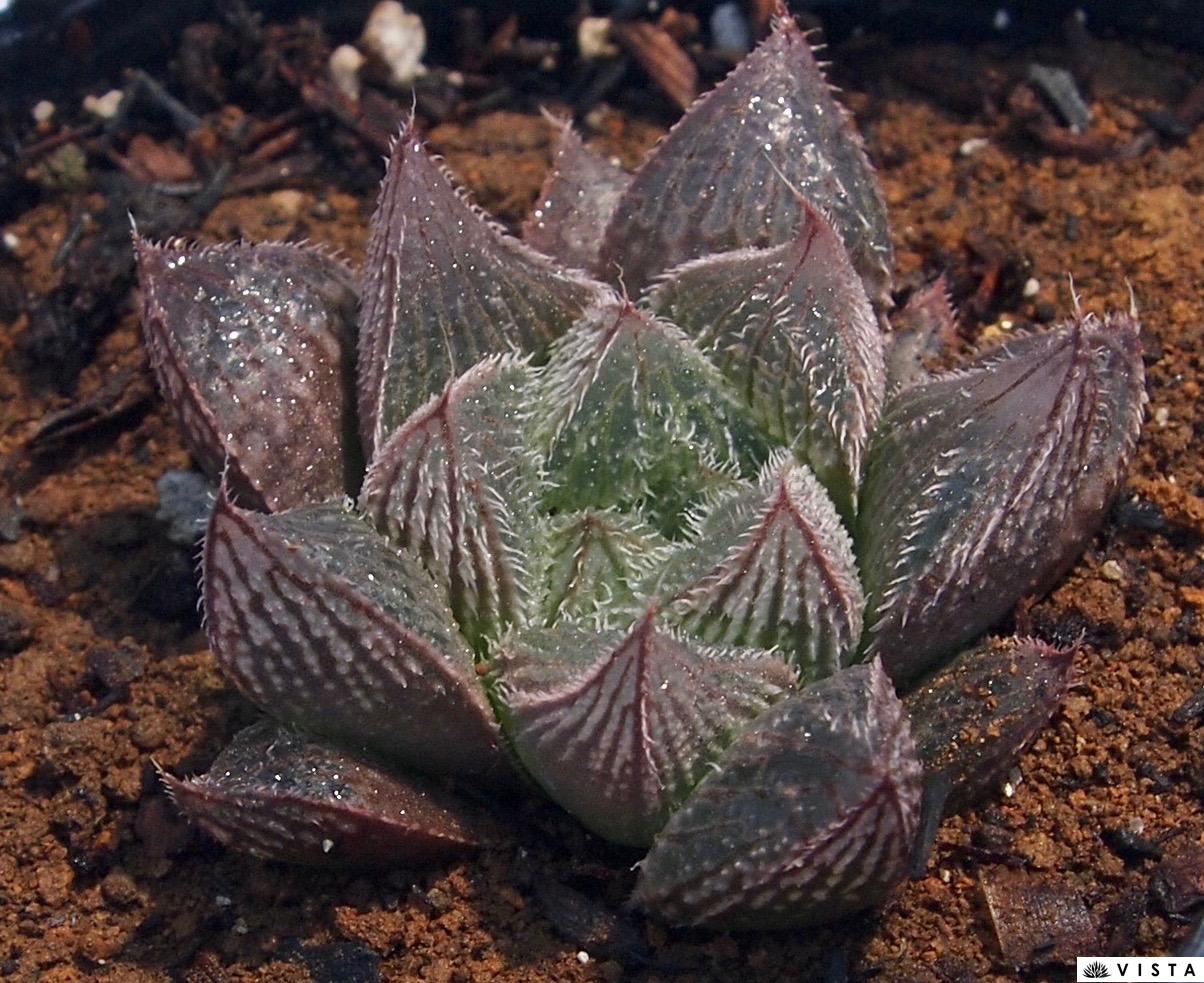 （≧∇≦）多肉植物 ハオルチア バディア×大型アトロフスカ 特大株 大型アトロフスカXバディアジュエルプランツ ハオルチア