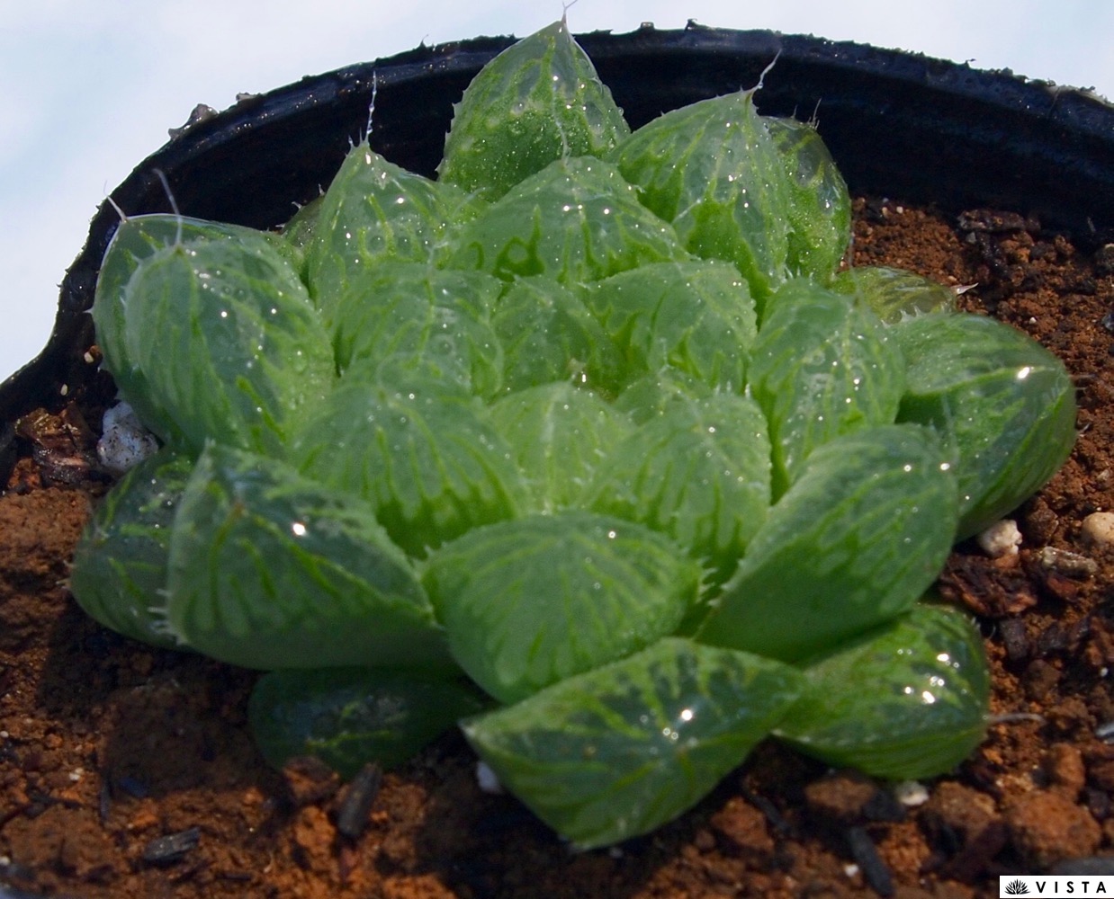 ハオルチア　王蟲 Yahoo!オークション - ハオルチア 王蟲 2枚目が出品苗です