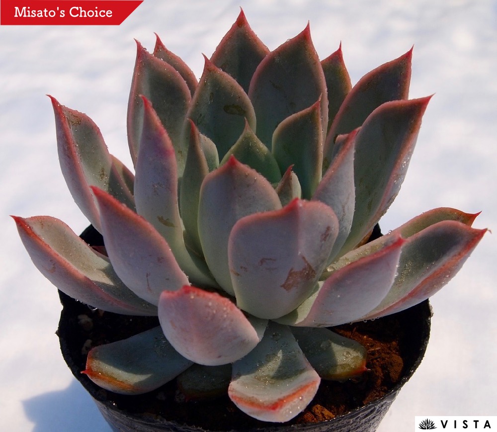 楽天市場 流氷 リュウヒョウ エケベリア属 多肉植物 9cmポット観葉植物 雑貨 おすすめ インテリア 暮らし 室内 植物 育て方 サボテン 多肉 多肉植物専門店 ビスタ