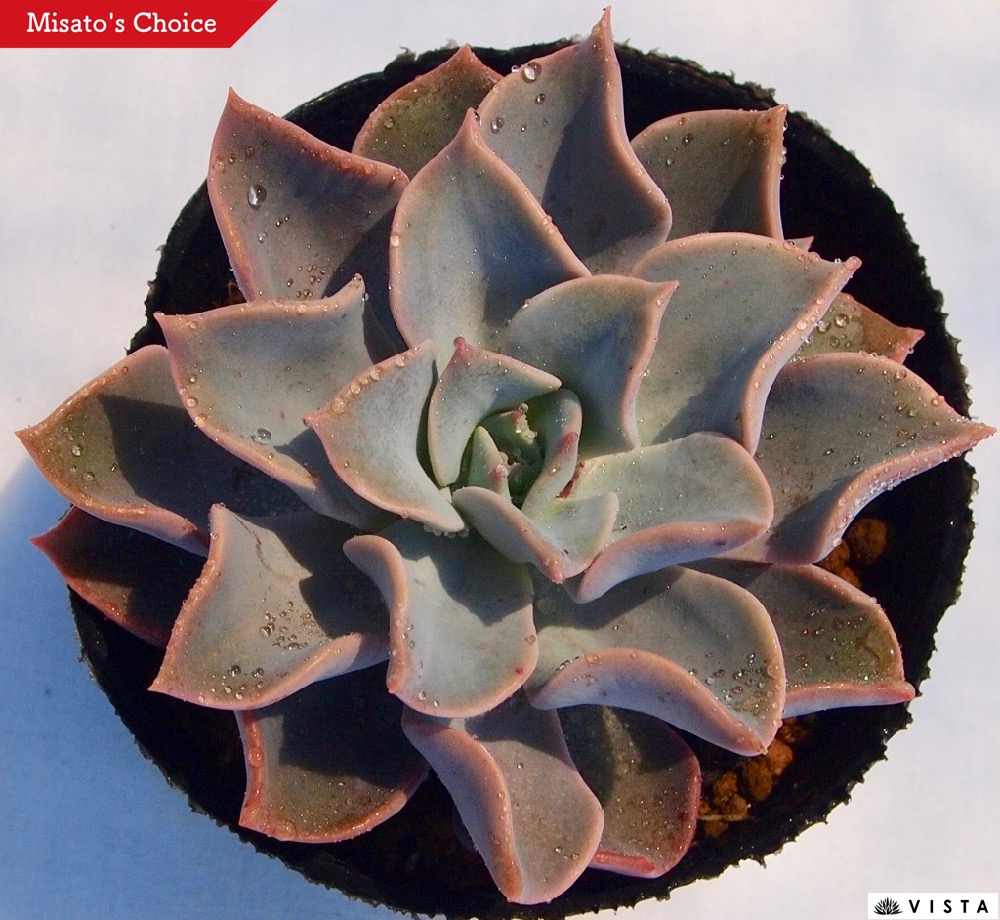 楽天市場 ココナッツアイス エケベリア属 多肉植物 9cmポット観葉植物 雑貨 おすすめ インテリア 暮らし 室内 植物 育て方 サボテン 多肉 多肉植物専門店 ビスタ