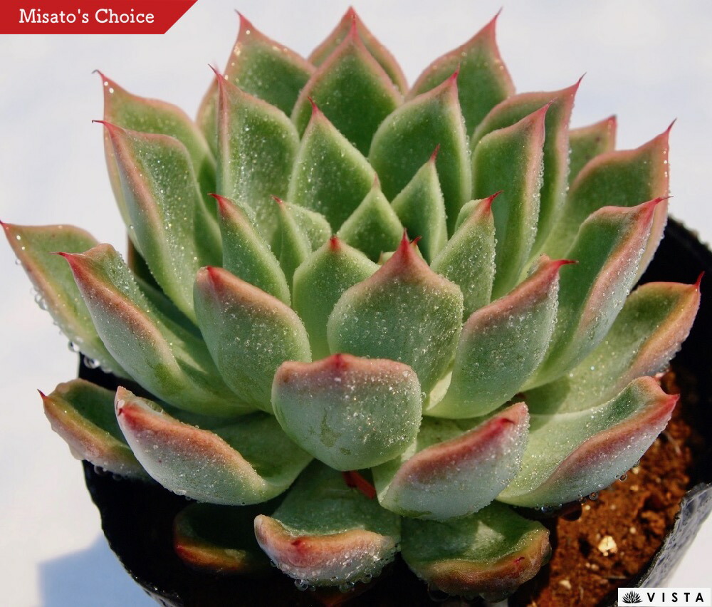 セレス エケベリア属 多肉植物 9cmポット観葉植物 雑貨 おすすめ 室内装飾 人生 室内 植物 育て道のり サボテン 多肉 Nobhillmusic Com