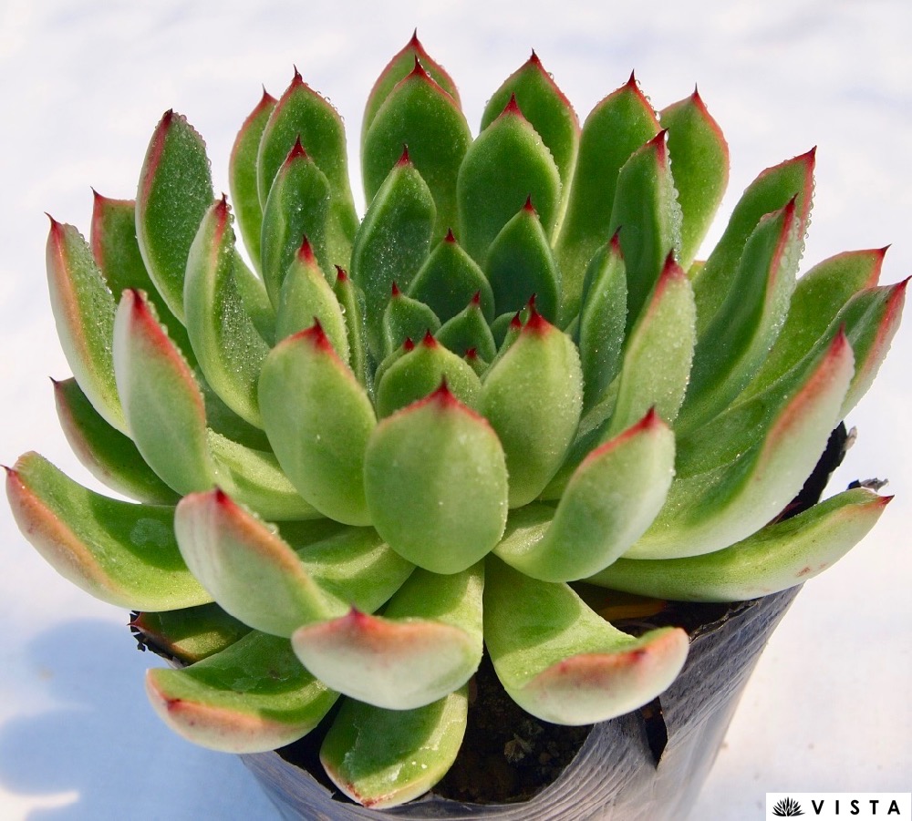 楽天市場】月下美人錦（ゲッカビジンニシキ） パキフィツム属 多肉植物