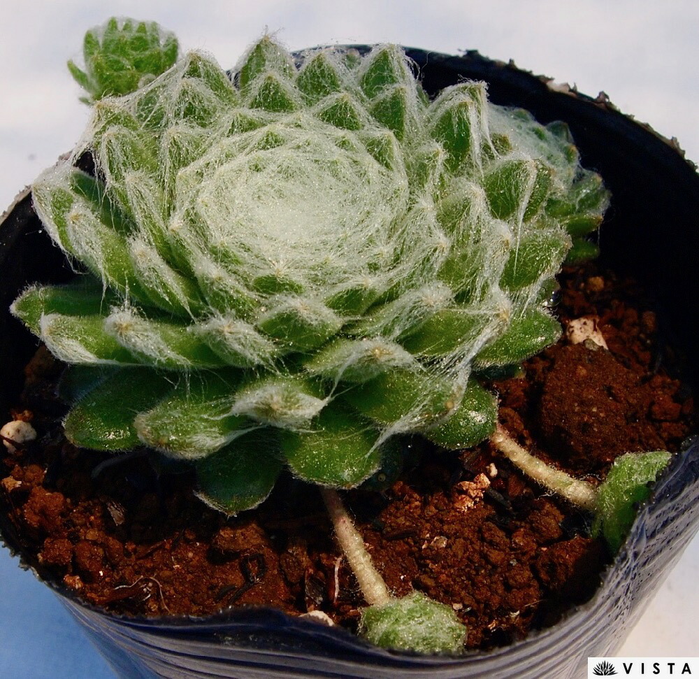 楽天市場 アラクノイデウムユーコンスノー センペルビウム属 多肉植物 9cmポット観葉植物 雑貨 おすすめ インテリア 暮らし 160 地植え 鉢植え 子株 寒さ 紅葉 多肉植物専門店 ビスタ