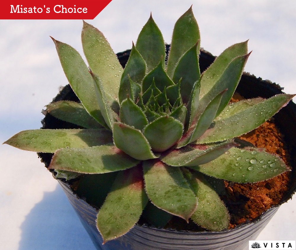 楽天市場】テクトラムトリステ センペルビウム属 多肉植物 9cmポット