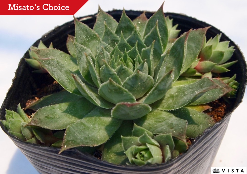 楽天市場 アトロビオラセウム センペルビウム属 多肉植物 9cmポット観葉植物 雑貨 おすすめ インテリア 暮らし 160 地植え 鉢植え 子株 寒さ 紅葉 多肉植物専門店 ビスタ