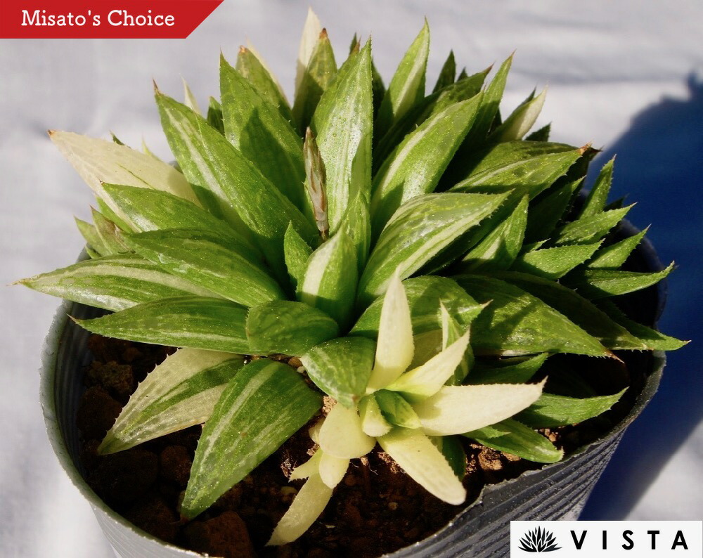 楽天市場】シンデレラ【デラックス多肉】パキフィツム属 多肉植物 10.5