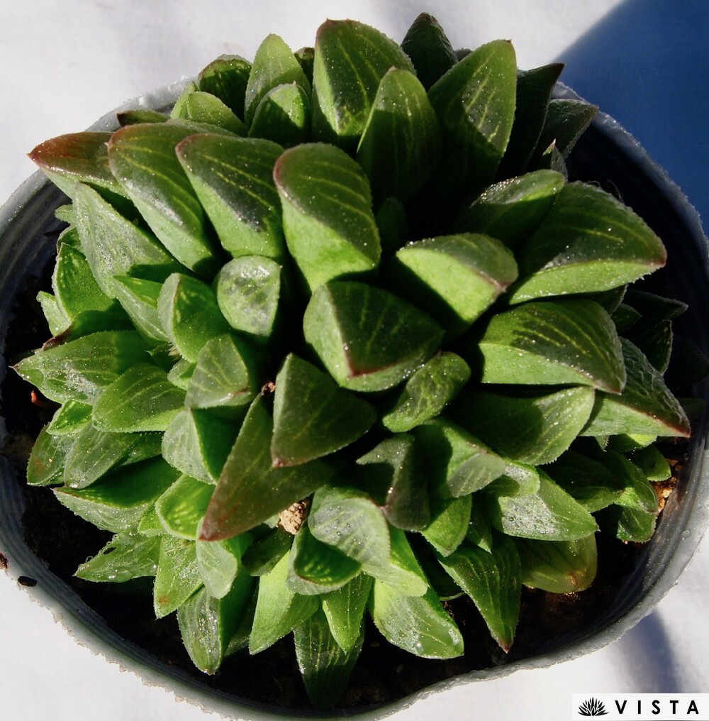 楽天市場 寿晃 ジュコウ ハオルチア属 デラックス多肉 多肉植物 10 5cmポット観葉植物 雑貨 おすすめ インテリア 暮らし ハオルシア Haworthia サボテン 植物 多肉植物専門店 ビスタ