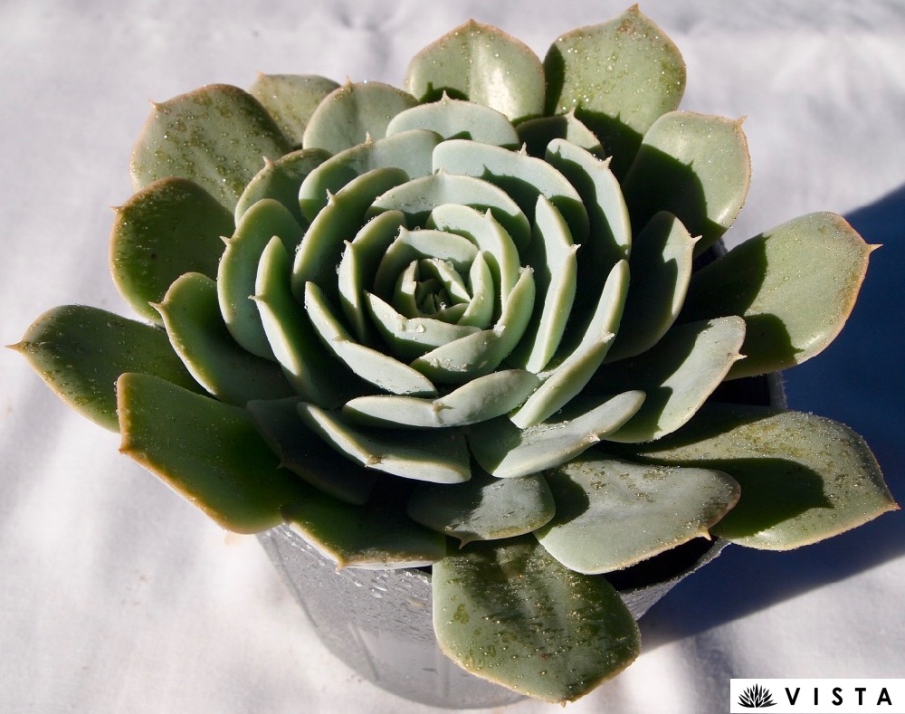 楽天市場 ルジタ エケベリア属 デラックス多肉 多肉植物 10 5cmポット観葉植物 雑貨 おすすめ インテリア 暮らし 室内 植物 育て方 サボテン 多肉 多肉植物専門店 ビスタ