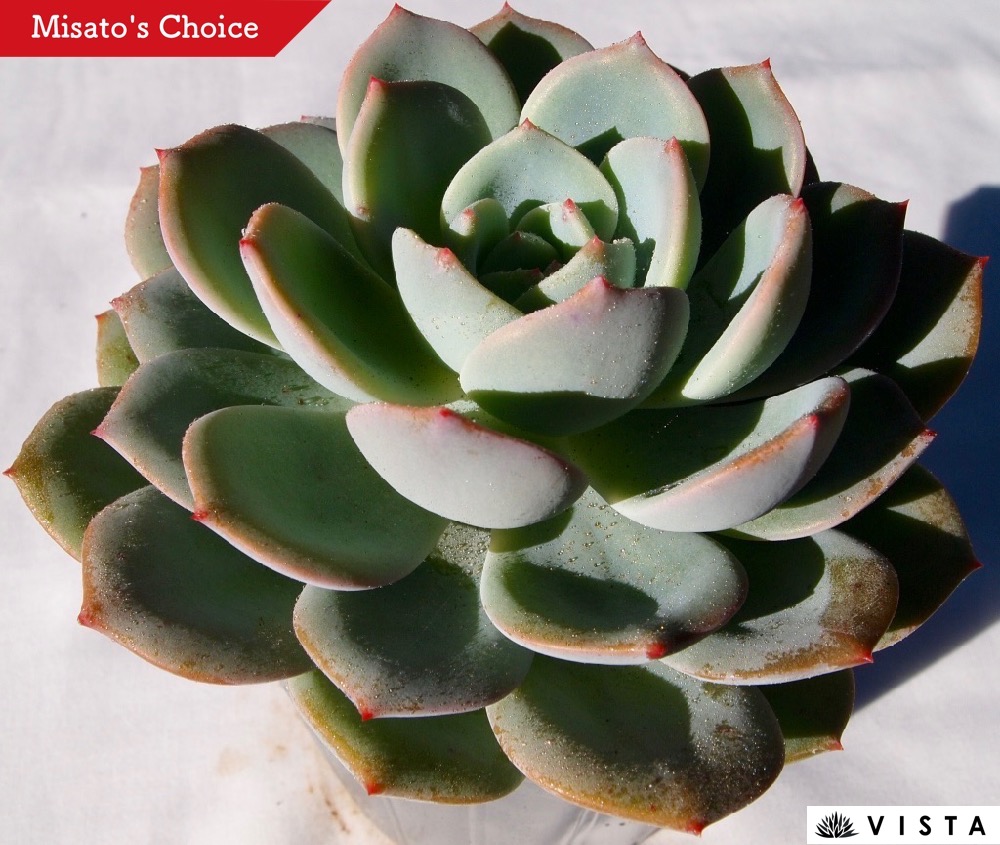 楽天市場】シンデレラ【デラックス多肉】パキフィツム属 多肉植物 10.5