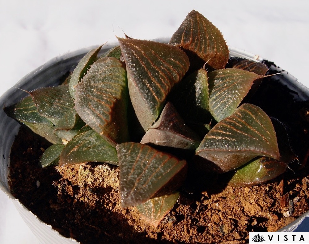 楽天市場 花鏡 ハオルチア属 デラックス多肉 ジュエルプランツ 多肉植物 10 5cmポット観葉植物 雑貨 おすすめ インテリア 暮らし ハオルシア Haworthia サボテン 植物 多肉植物専門店 ビスタ