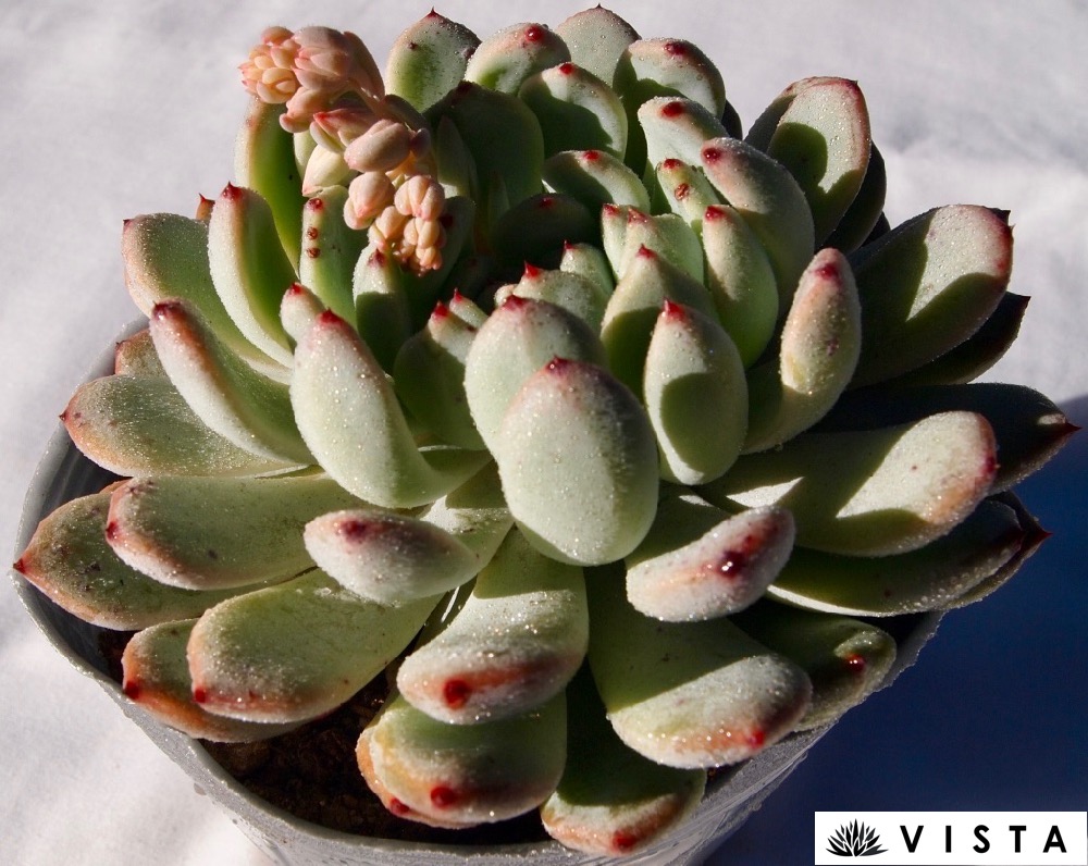 ご確認用　多肉ハムシー ご確認用 多肉ハムシー