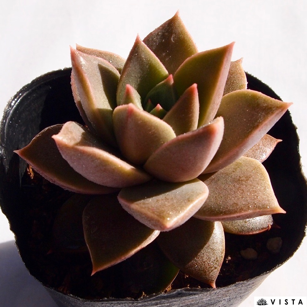 楽天市場 緋華昴 ヒカスバル エケベリア属 多肉植物 9cmポット観葉植物 雑貨 ラおすすめ インテリア 暮らし 室内 植物 育て方 サボテン 多肉 多肉植物専門店 ビスタ