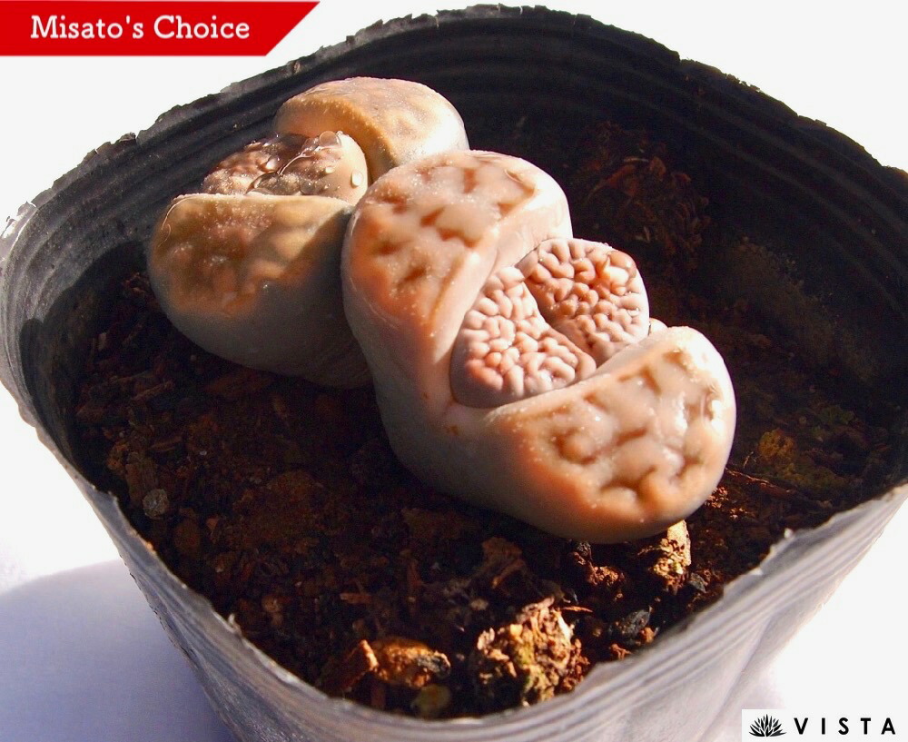 多肉植物リトープス　網目寿麗玉　6点カラフルセット　1センチ以上　S25匿名発送 楽天市場】網目寿麗玉（アミメジュレイギョク） リトープス属