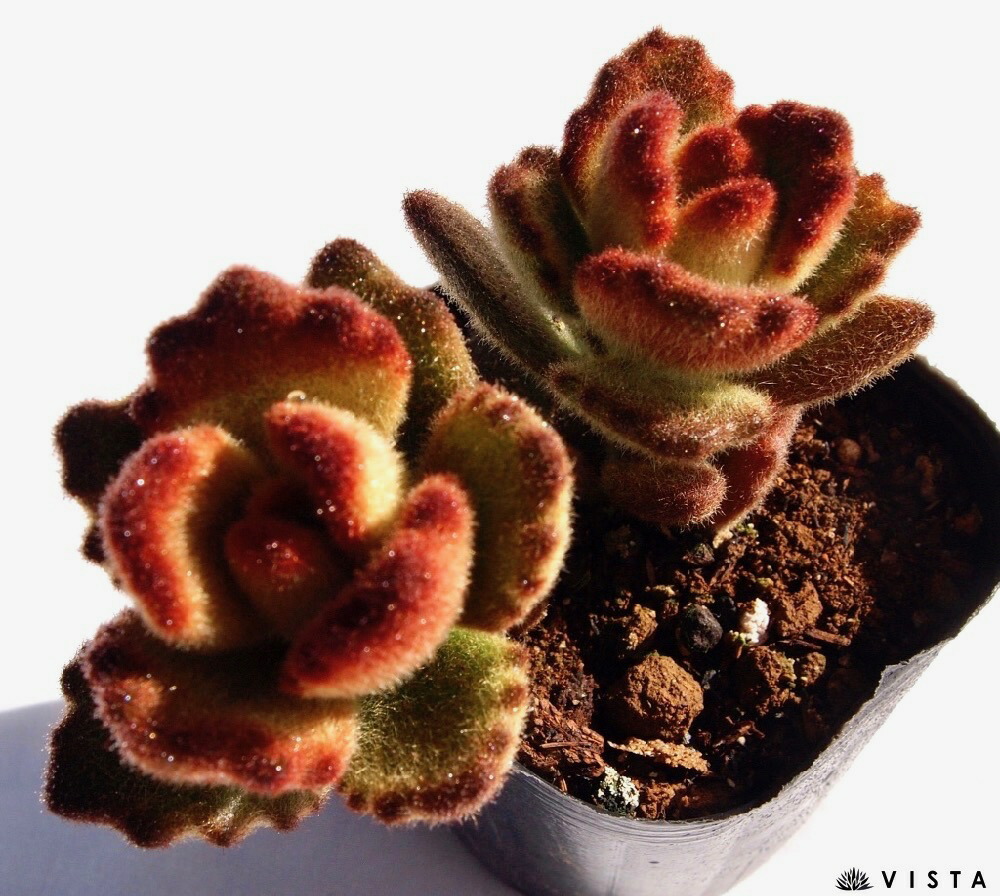 楽天市場 月兎耳 ツキトジ カランコエ属 多肉植物 9cmポット観葉植物 雑貨 おすすめ インテリア 暮らし 多肉植物 剪定 水耕栽培 鉢植え 花 多肉植物専門店 ビスタ