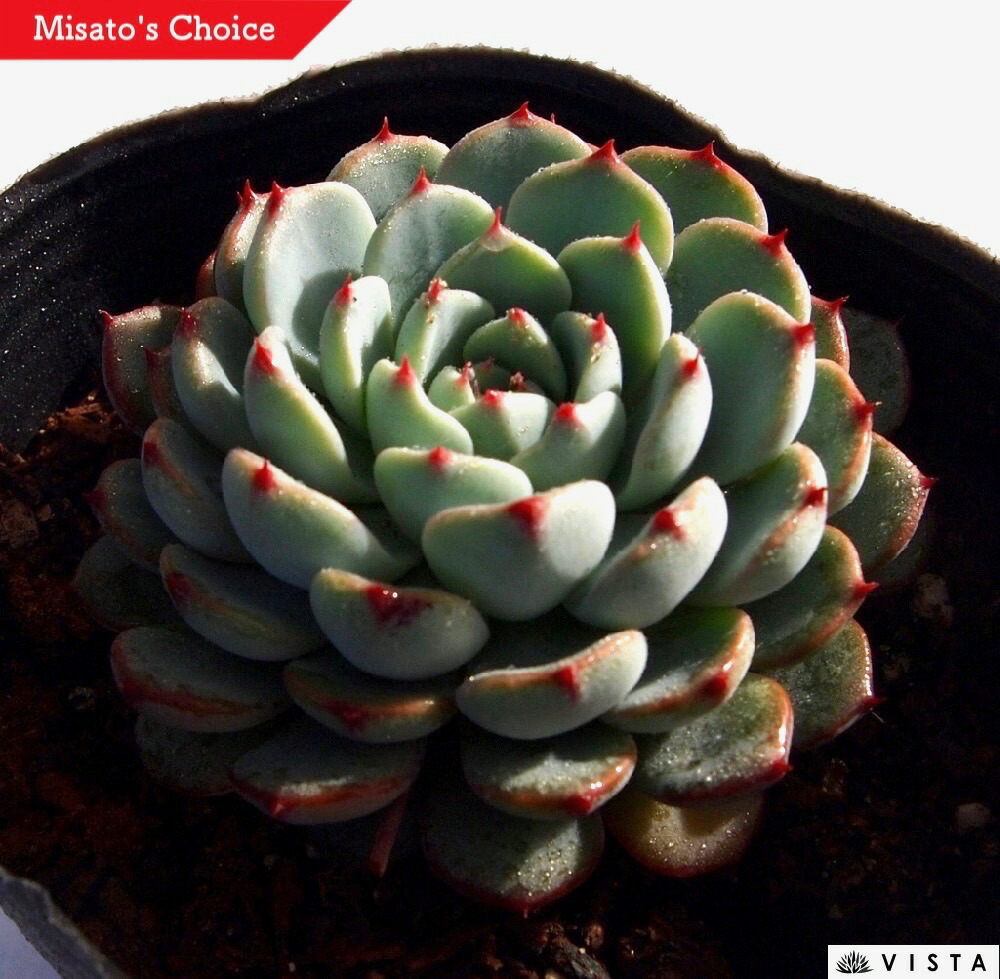 楽天市場】ホワイトザラゴーサ エケベリア属 多肉植物 9cmポット観葉