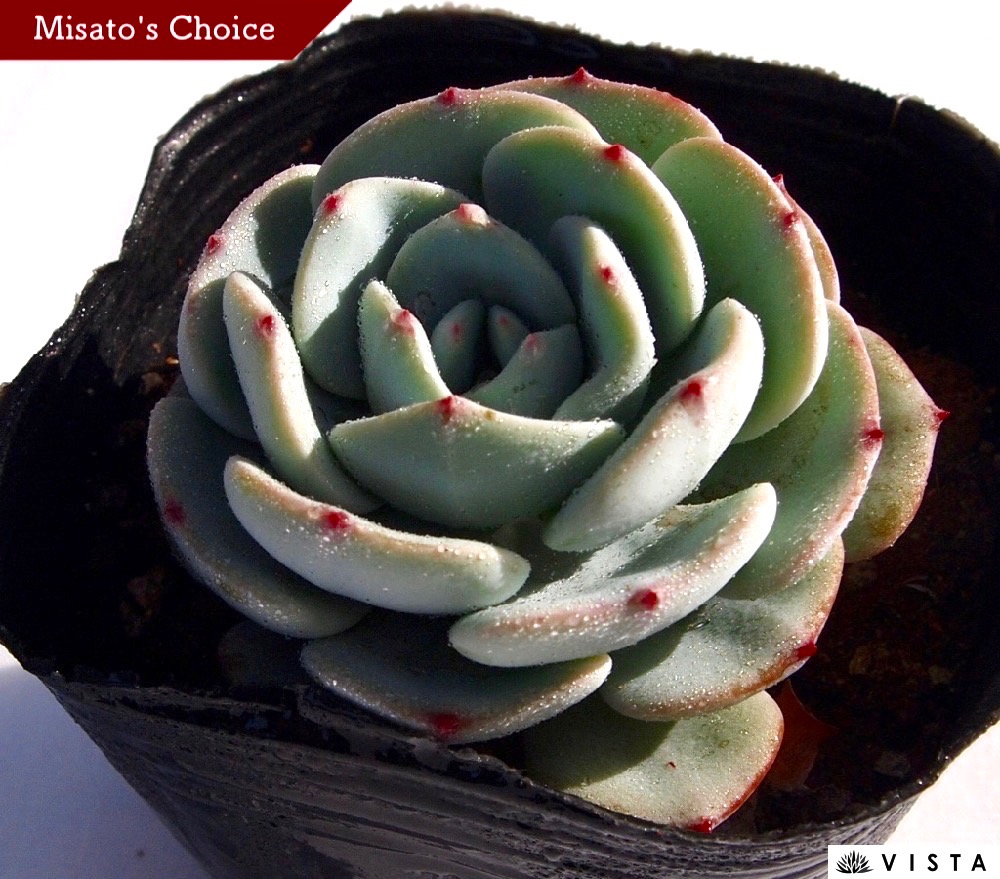 楽天市場】レボリューション エケベリア属 多肉植物 9cmポット