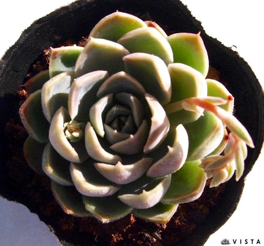 楽天市場 ヒアリナxラウィ エケベリア属 多肉植物 9cmポット観葉植物 雑貨 おすすめ インテリア 暮らし 室内 植物 育て方 サボテン 多肉 多肉植物専門店 ビスタ