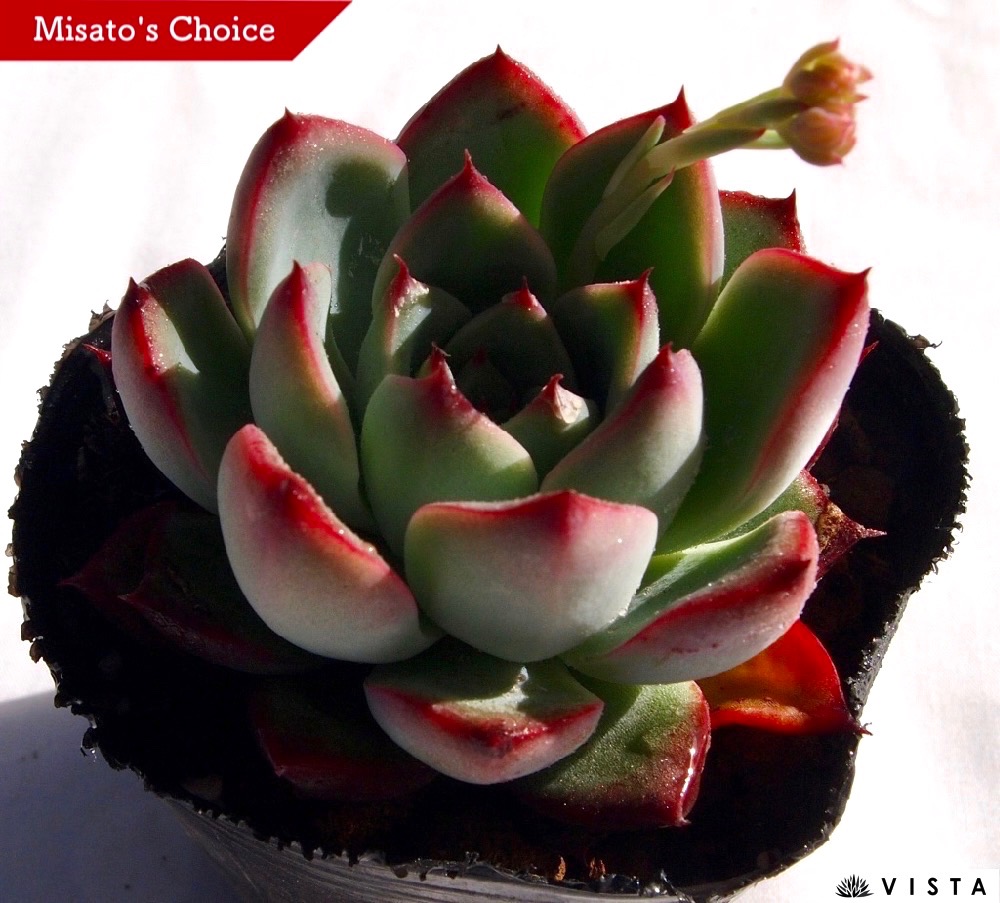 多肉。レボリューション、根付き。鉢直径6cm. エケベリア レボリューション Echeveria Pinwheel' f.Revolution