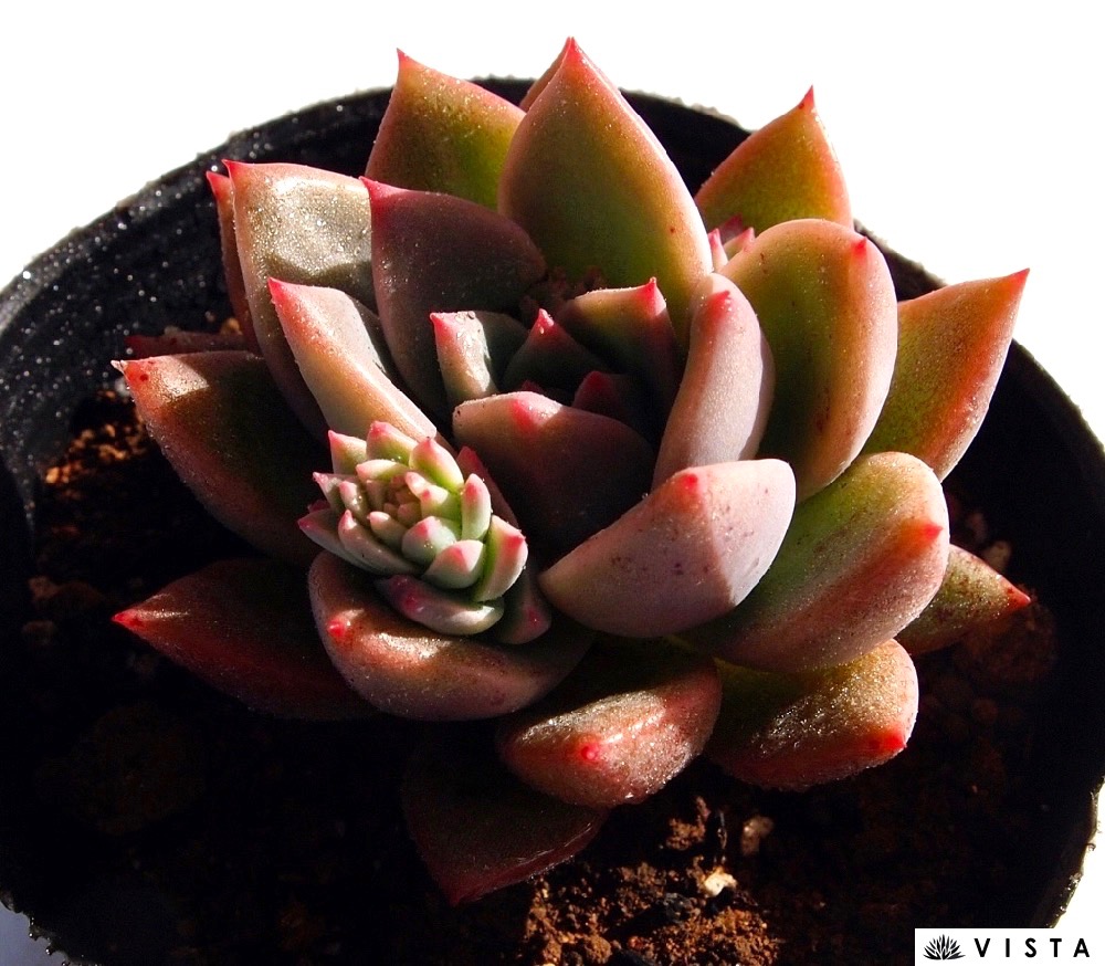 楽天市場】ピンクローズ エケベリア属 多肉植物 9cmポット観葉植物