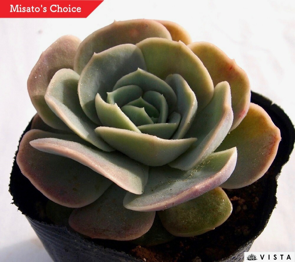 多肉植物 ビアンテ　双頭 楽天市場】ビアンテ エケベリア属 多肉植物 9cmポット観葉植物
