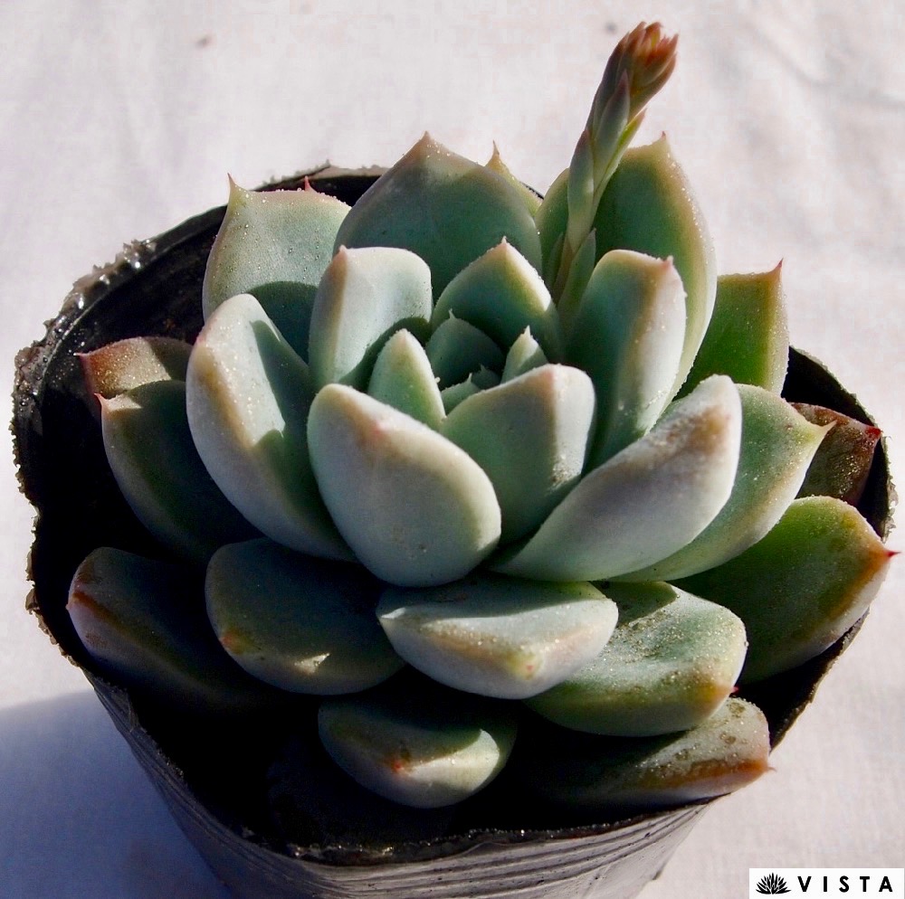 楽天市場 氷山 ヒョウザン エケベリア属 多肉植物 9cmポット観葉植物 雑貨 おすすめ インテリア 暮らし 室内 植物 育て方 サボテン 多肉 多肉植物専門店 ビスタ