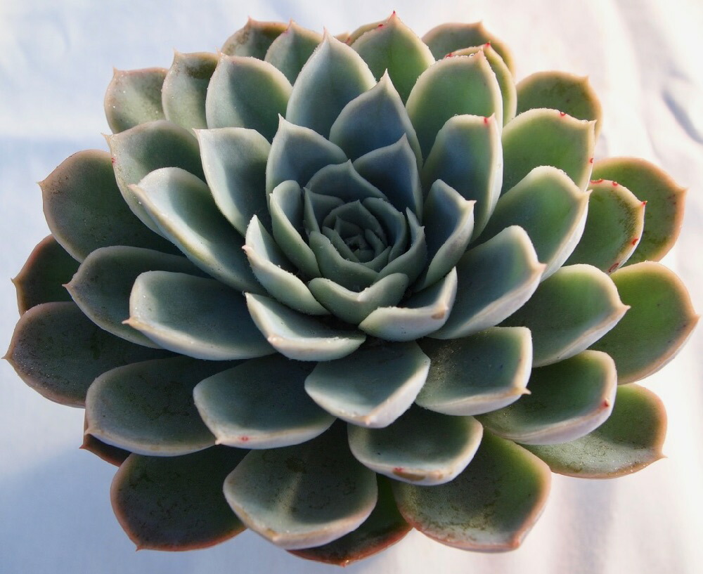 楽天市場】ハムシー【デラックス多肉】エケベリア属 多肉植物 10.5cm