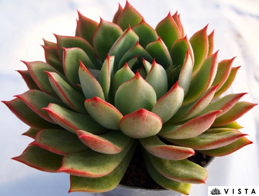 楽天市場】ソンヨウン【デラックス多肉】エケベリア属 多肉植物 10.5cm