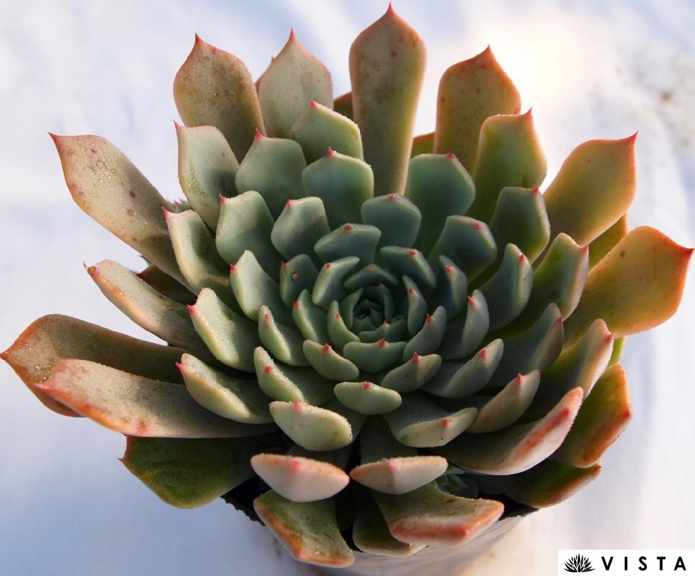 楽天市場】メキシケンシスザラゴーサ 【デラックス多肉】エケベリア属