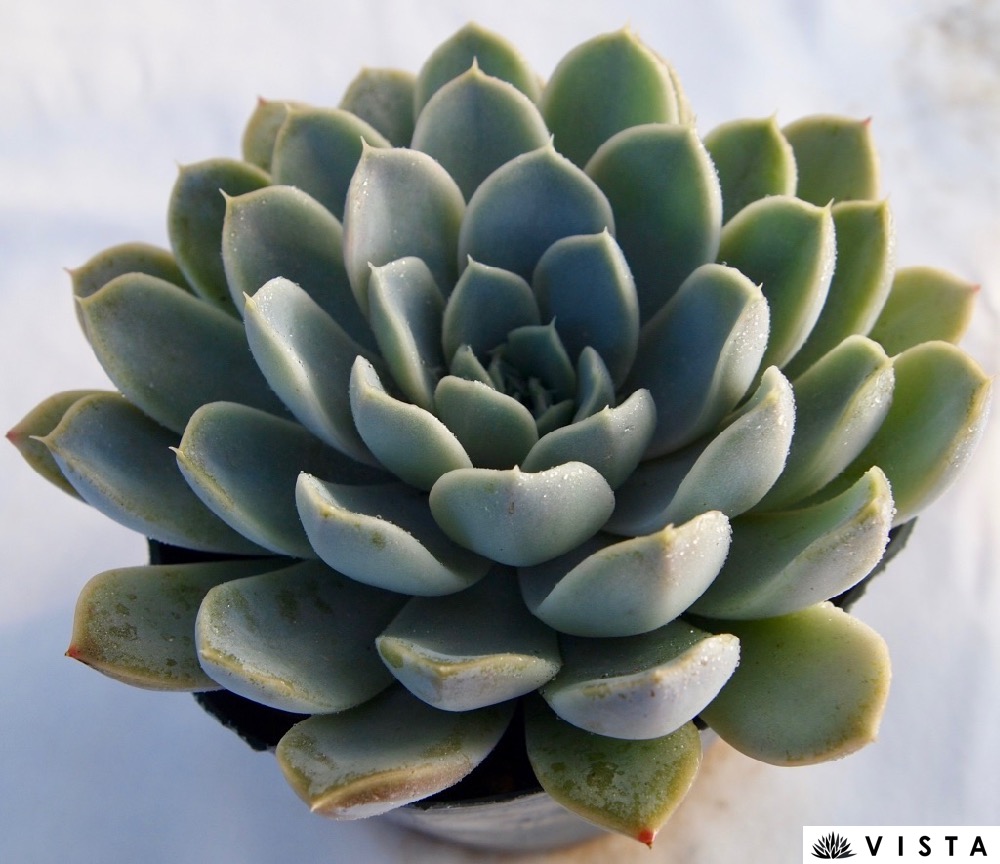 楽天市場】メキシケンシスザラゴーサ 【デラックス多肉】エケベリア属