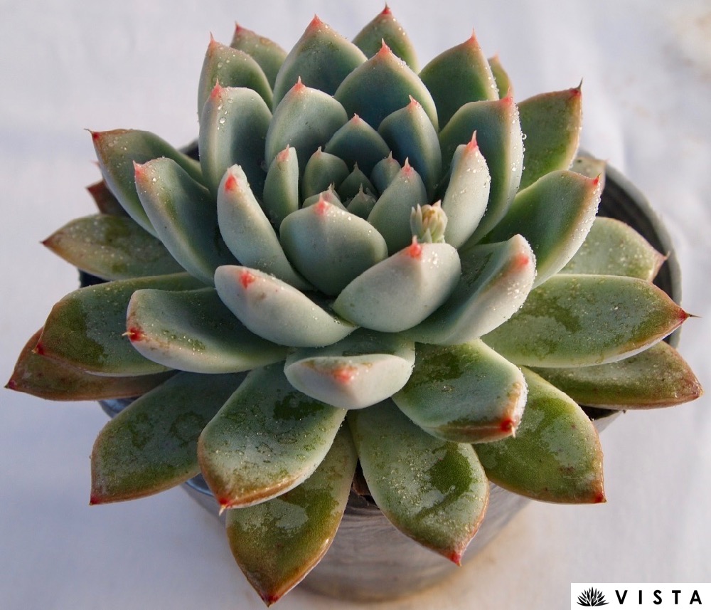 楽天市場】ハムシー【デラックス多肉】エケベリア属 多肉植物 10.5cm