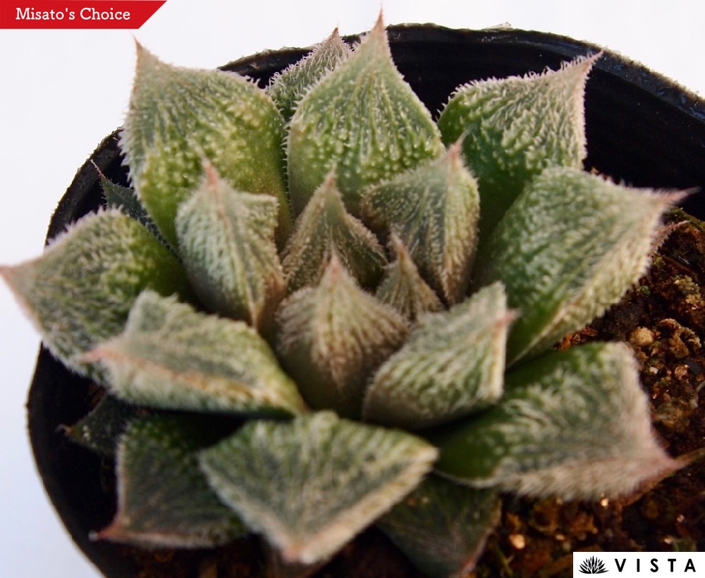 最大53%OFFクーポン 9cmポット観葉植物 インテリア おすすめ haworthia 多肉植物 植物 白銀ベヌスタ サボテン ハクギンベヌスタ  雑貨 ハオルシア 暮らし ハオルチア属 花・観葉植物