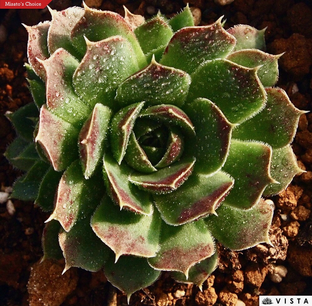 楽天市場】ヒルタ・ヘッジホッグ ジョビバルバ属 多肉植物 9cm