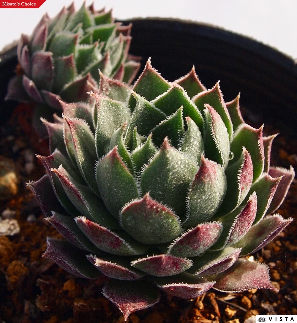 楽天市場】ファイヤーバード センペルビウム属 多肉植物 9cmポット観葉