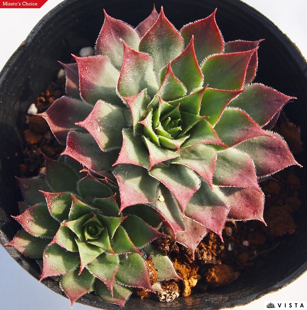 多肉 センペルAppleBlossom センペルビブム アップルブロッサム Sempervivum 'Apple Blossom