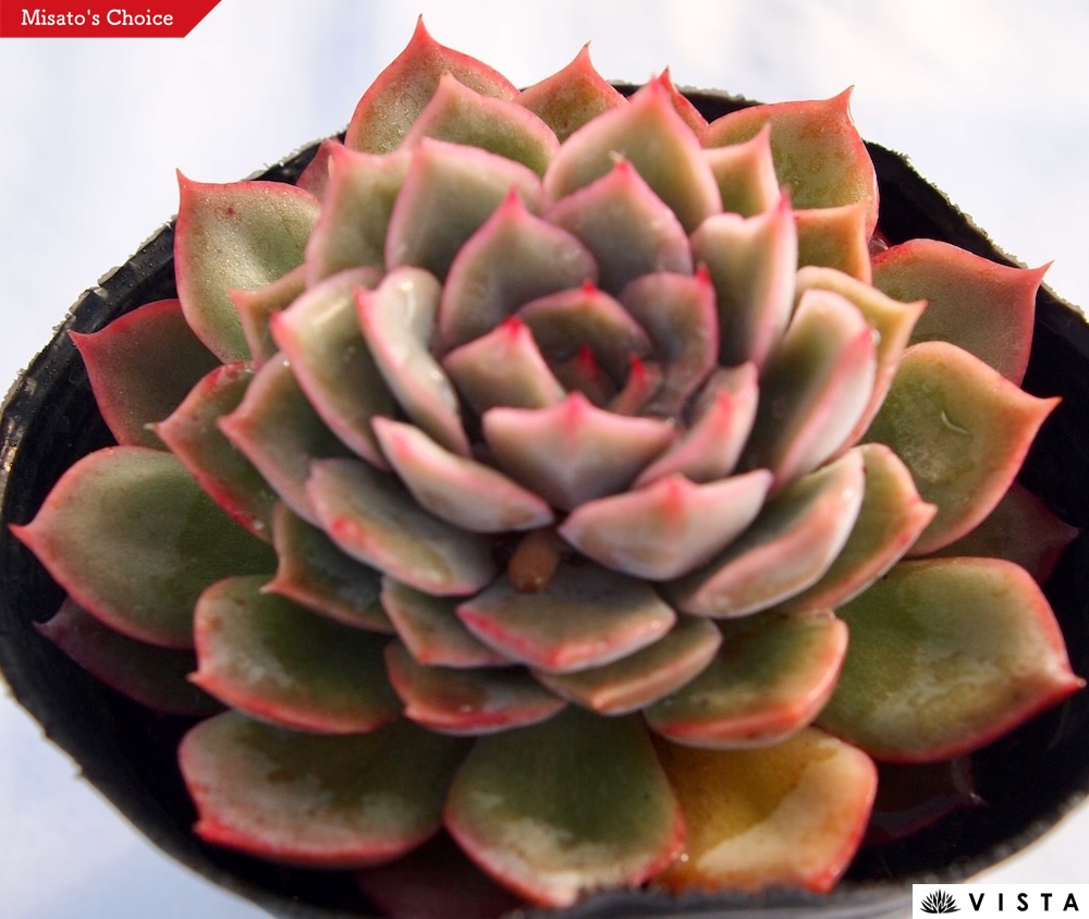 多肉植物 イードンスノー　抜き苗　エケベリア 楽天市場】イードンスノー エケベリア属 多肉植物 9cmポット観葉