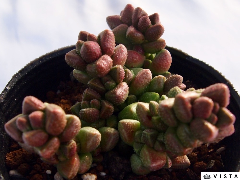 楽天市場】ディビット クラッスラ属 多肉植物 9cmポット観葉植物