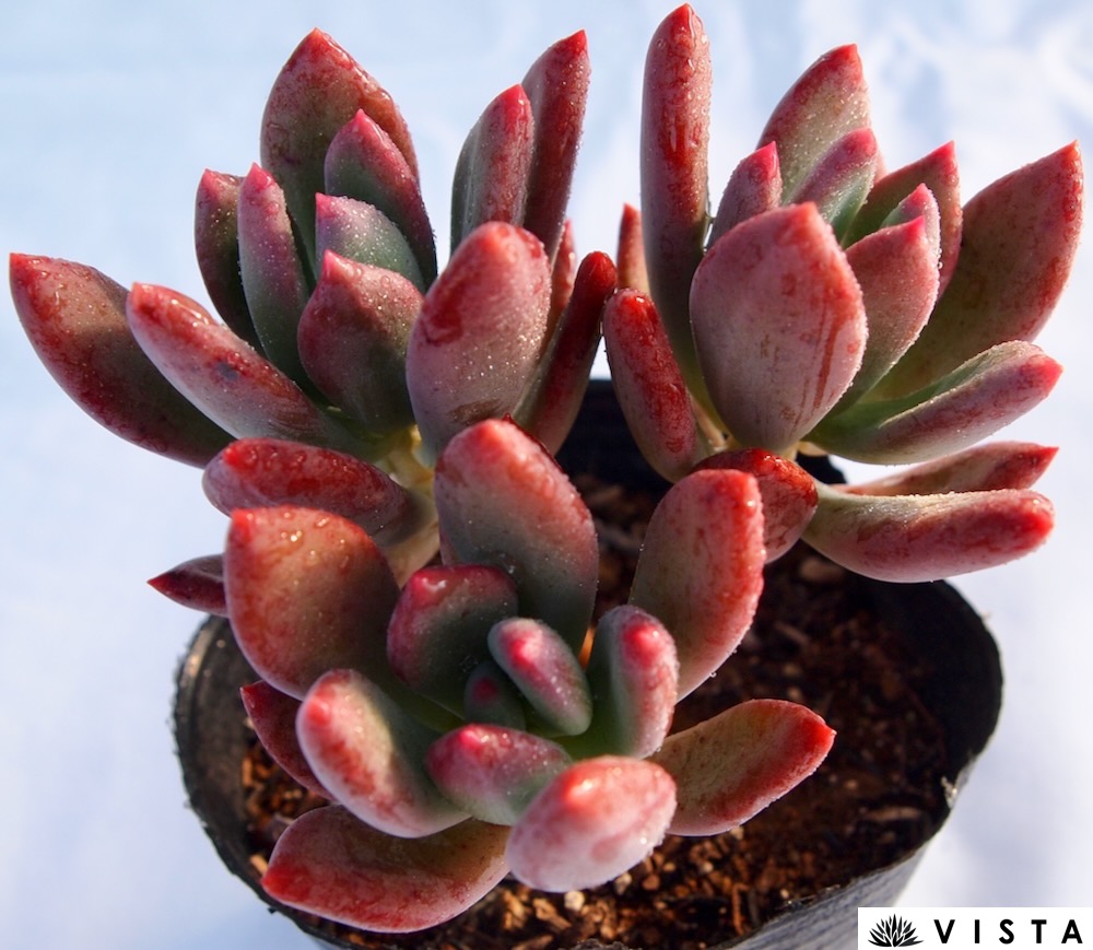 楽天市場】シンデレラ パキフィツム属 多肉植物 9cmポット観葉