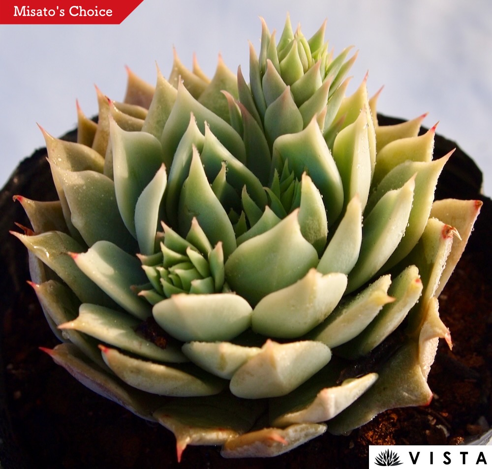 楽天市場】キングマイダス エケベリア属 多肉植物 9cmポット観葉